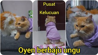 Kelucuan kucing oyen berbaju ungu.