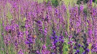 #monarchbutterflies #paradise #prairieview