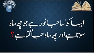 General Knowledge | 11 | انسانی دل کی لمبائی کتنی ہوتی ہے؟ | Info | Urdu | interesting | important