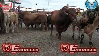 IMPARABLES*LOS TOROS DIVINOS*EN EL DUELO DE REYES * 15 TORAZOS EN LA PLAZA MEXICO