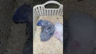 lorikeet pinfeather chicks