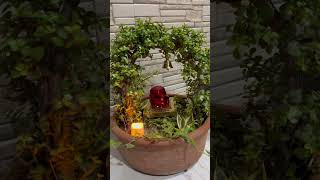 Plants #ganeshchaturthi #plants #gardening#ganpatibappamorya  #shorts #shortvideo