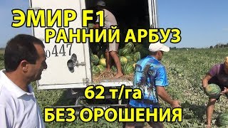 Эмир F1 - Ранний арбуз. 62 т/га БЕЗ ОРОШЕНИЯ