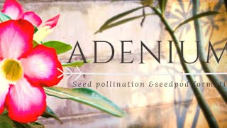 HOW TO SEED POD FROM ADENIUM FLOWER//GARDENING AND CRAFTY