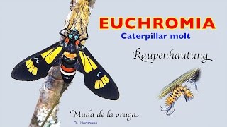 Euchromia, caterpillar molt, muda de la oruga, Raupenhäutung, 4K, trilingual