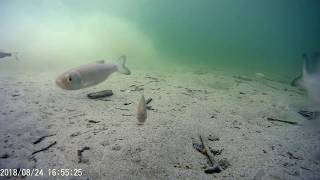 Fischfauna Feldkirchener Aue 2018 0824 165424 007