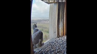 FalconCam 2024 06 12 Female intruder in box