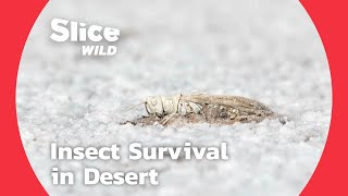 Insects and Reptiles, the Desert's Only Inhabitants | SLICE WILD