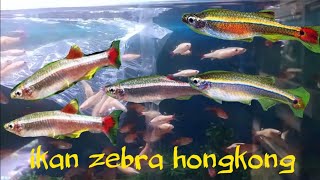 ikan zebra Hongkong bagus buat aquascape cantik ikanya