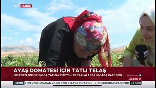 ANKARA AYAŞ’TA DOMATES ZAMANI