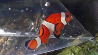 Saltwater fish Swimming