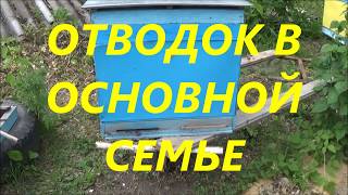 🏤Улей нуклеус на рамку Дадан.⚒️Делаем отводок. 🗜️Вывод матки помощницы 🆘⁉️