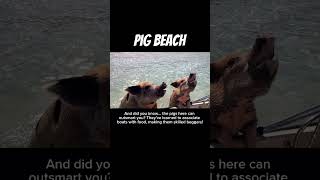 Interesting facts about pig beach 🏝️ #facts #animals #animal #ocean #oceans #pig #beach