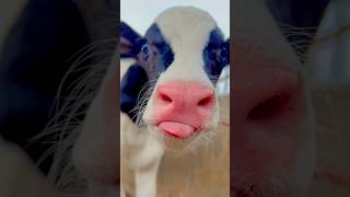 Ankhon Mein Doob Jane Ko 😍 cow baby version | THE 9TEEN #shorts