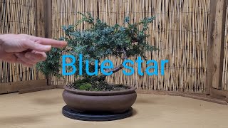 juniper blue star bonsai transformation in 20 minutes