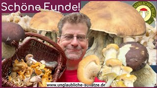 Seltene Pilze - Eichhase & Schwarzer Steinpilz - Schöne Pilzfunde! Pilze sammeln im Juni 2024