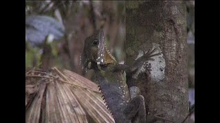 Boyd's forest dragons, Daintree and Atherton Tablelands, Australia