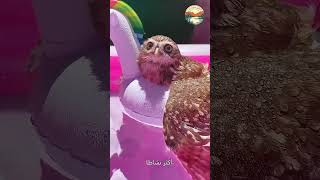 صاحب  القلب الرحيم انقذ البومه المسكينه  #حيوانات #animals #ضحك #كلاب #قطط #بومه