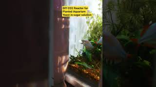 DIY CO2 Reactor for Planted Aquarium | Yeast in Sugar solution