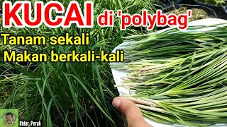 MENANAM KUCAI DI 'POLYBAG' | Sekali tanam, makan bertahun-tahun