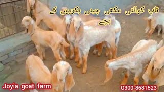 Top quality goats kids | pure makhi cheeni goats kids | مکھی چینی بکریوں کے بچے @joyiaGoatFarm