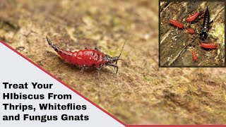 How to Treat Hibiscus Plant from Haplothrips(Thrips or Thunderflies), Whiteflies and Fungus Gnats