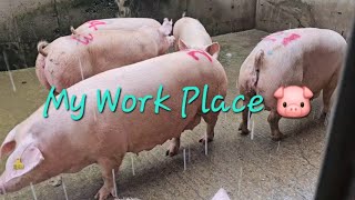 Pig farm in Korea 🇰🇷