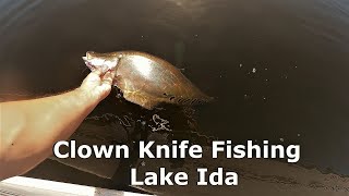 Clown Knife Fishing, Lake Ida