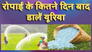 रोपाई के कितने दिन बाद डालें यूरिया || how many days after transplanting apply Urea || Paddy