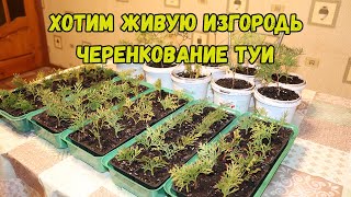 Живая изгородь. Черенкование туи.