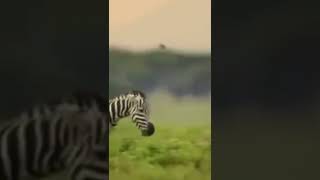 Angry zebra attack on cheetah cubs #shorts #zebravscheetahcubs