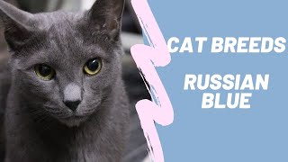 RUSSIAN BLUE - CAT BREEDS