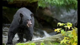 Alaska woman bitten on the behind by black bearwhilst sat on toilet