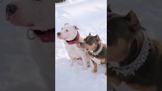 American Staffordshire Terriers Venus and Atlanta #shorts