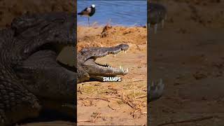 Fascinating Facts About Alligators Part 2  #birds #creaturesfacts #funfacts