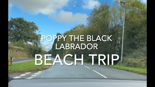 Beach Trip - Poppy the Black Labrador