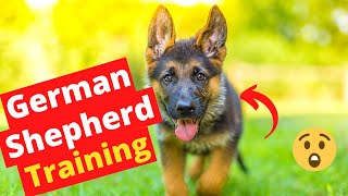 German Shepherd Puppy Training Guide | How to Easily Train a German Shepherd puppy?