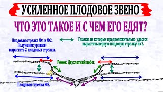 🍇 Что такое УСИЛЕННОЕ ПЛОДОВОЕ ЗВЕНО на винограде? Ошибки в терминологии.