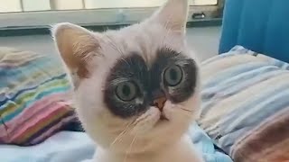 ПРИКОЛЫ С ЖИВОТНЫМИ ДО СЛЕЗ / Смешные КОТЫ 2021 / Приколы с КОТАМИ / Funny ANIMALS video #68