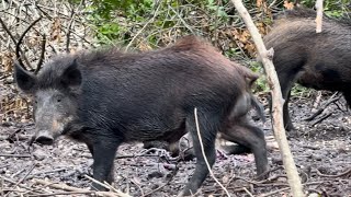 CRAZIEST WILD BOAR HUNT EVER CHARGED BY BOAR AND HAD TO MAKE A DECISION