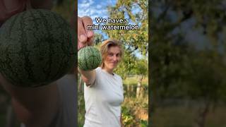 Smells like watermelon! #garden #plants #gardening #food #shorts #watermelon #summer #happy #fun