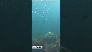 Sea Turtle at Catalina Island