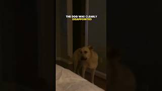 Dog's funny reaction to mom saying no 😂