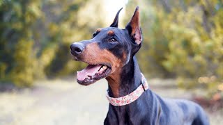 Train Your Doberman to Track: A Guide to Scent Work