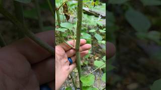 This PESKY INVASIVE is TAKING OVER WATERWAYS! #invasivespecies #plantidentification