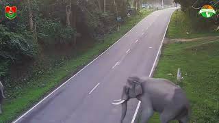 CORRIDOR MONITOR SENSOR CAMERA IN KAZIRANGA NATIONAL PARK