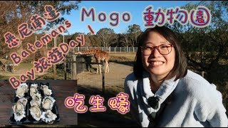 悉尼南邊Batemans Bay旅遊Day 1|吃生蠔| 遊Mogo 動物園