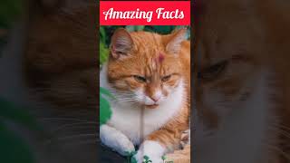 #amazingfacts #factshorts #facts #youtubefacts #youtubefactsshorts