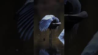 Great Blue Heron fishing in the rain at dusk #wildlife #blueheron #120fps #nature