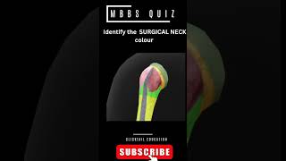 identify the surgical neck quiz #medicalquiz #anatomyquiz #neetpgpreparation#mbbsanatomy